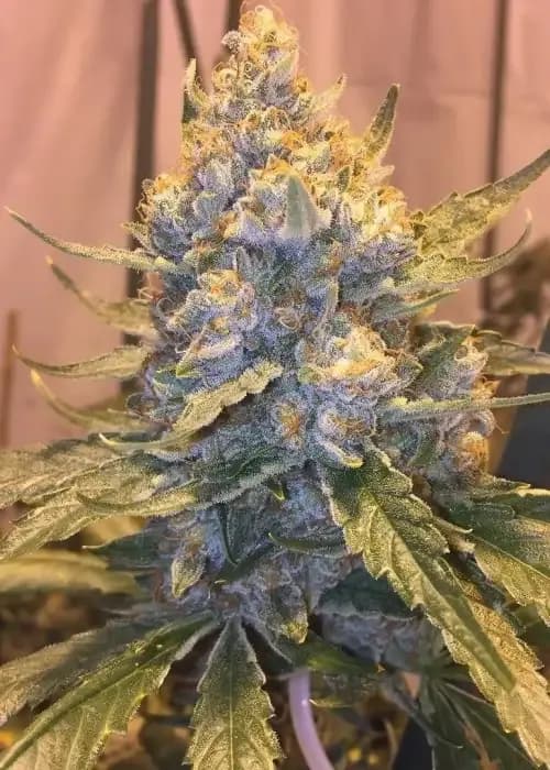 cocoa og