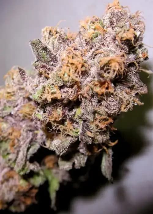 kens grand og