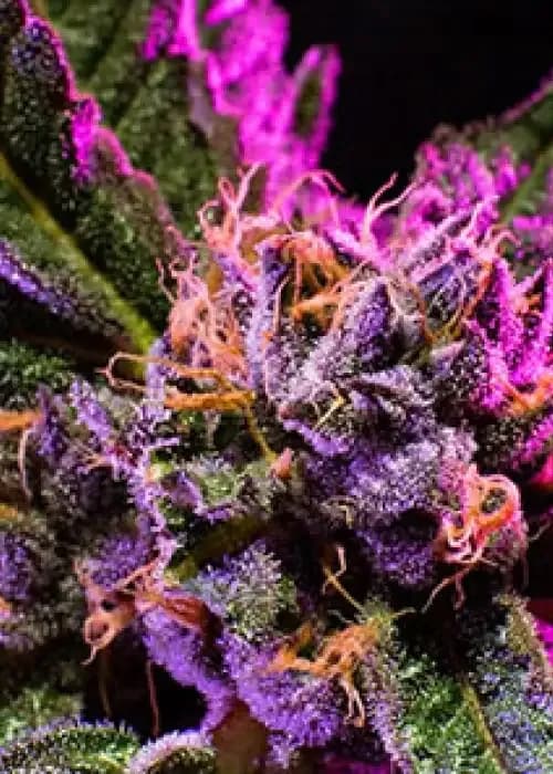 Purple Buddha