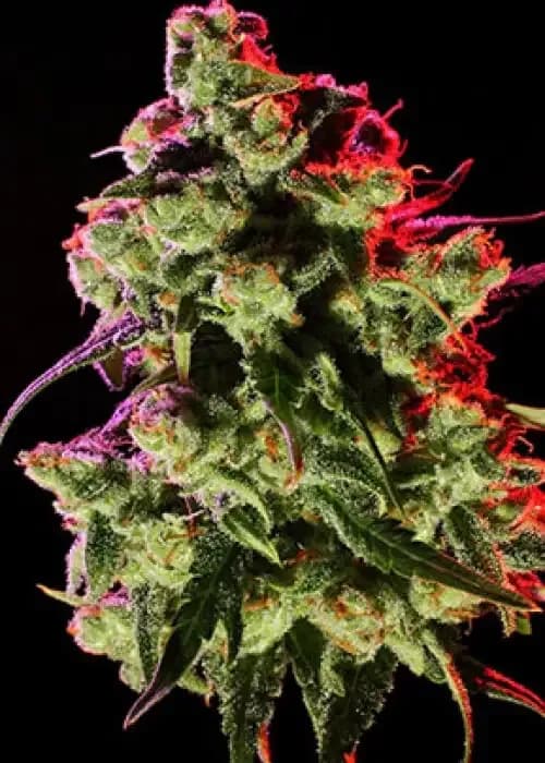 Skywalker