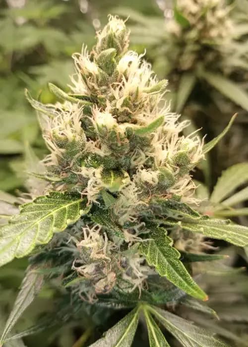 Granddaddy Purple