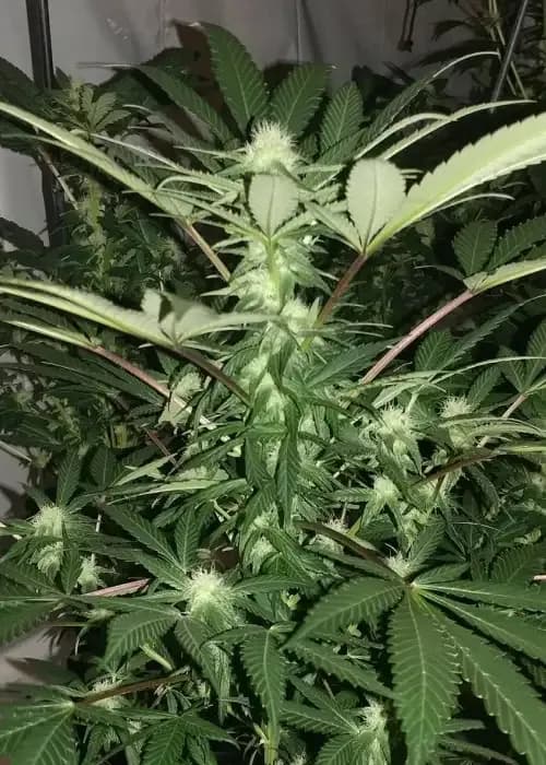 Grandma S Kush