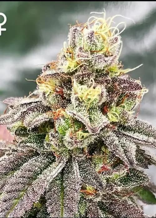 grape punch