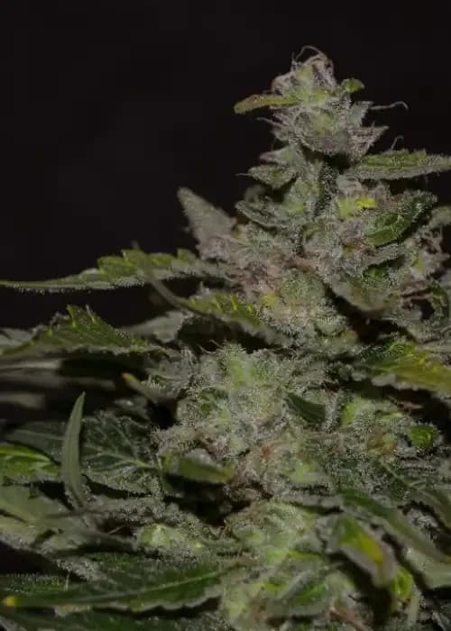 Blueberry 99