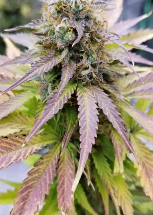 Green Crack