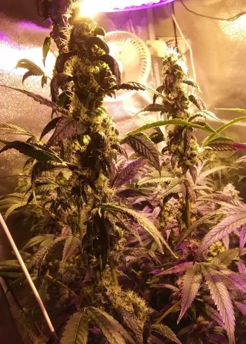 purple canyon