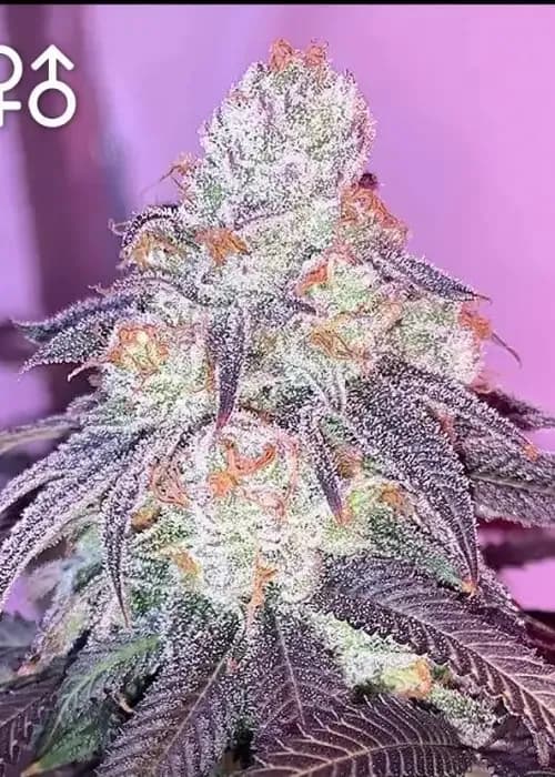royal chem