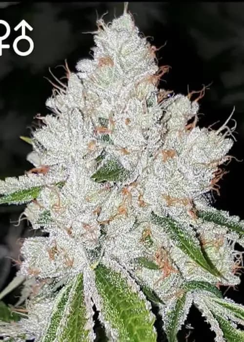 Valley Chem
