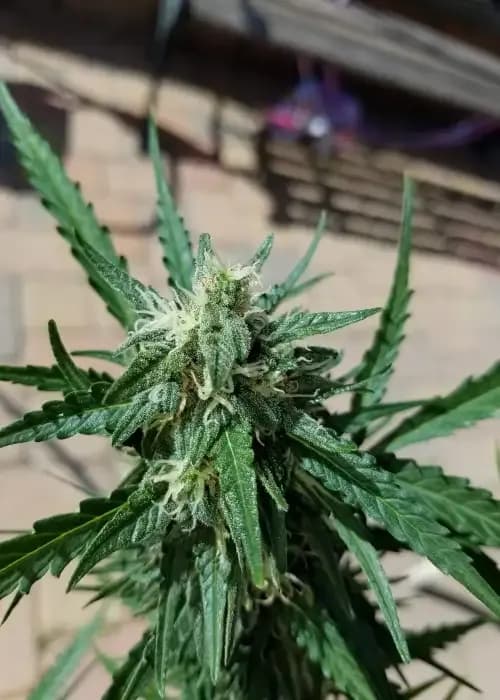 grizzly purple auto