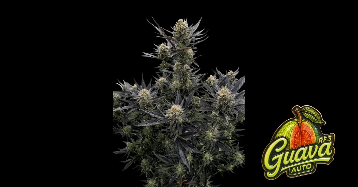 Guava Auto RF3