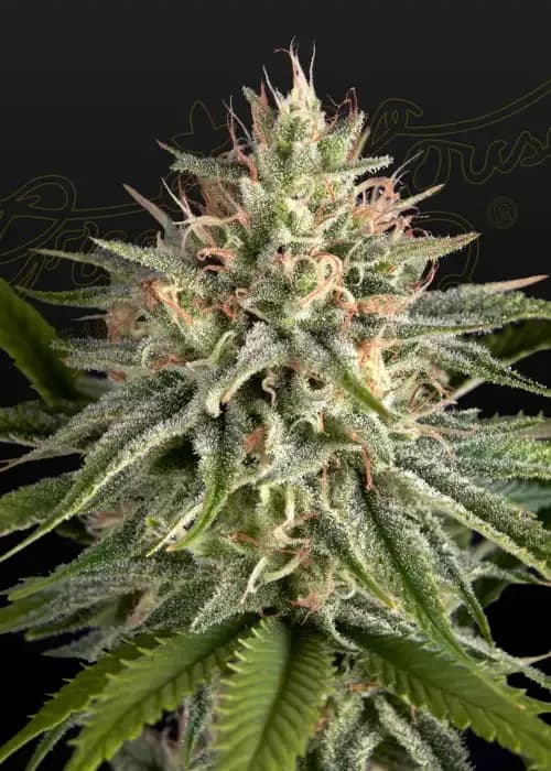 hawaiian snow x sour banana