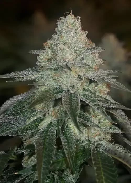 Haz Mat Og