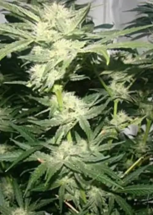 88 g-13 hashplant
