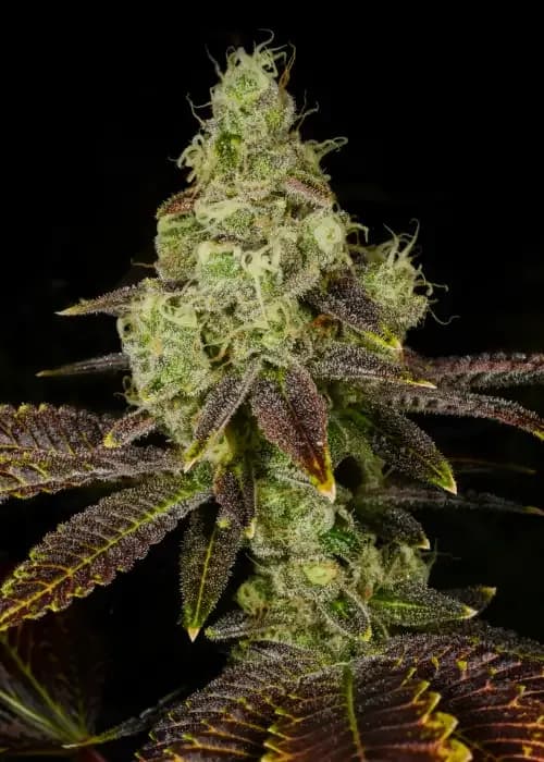 Hella Jelly cannabis strain - Hybrid