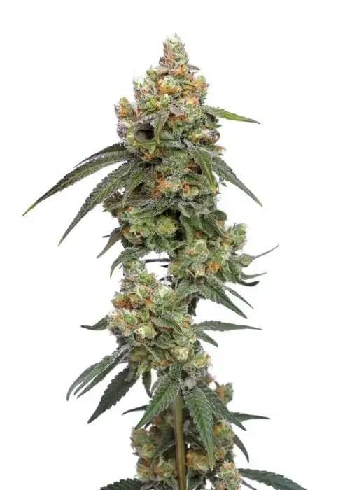 xj-13