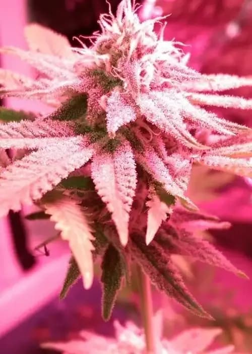 pink cadillac