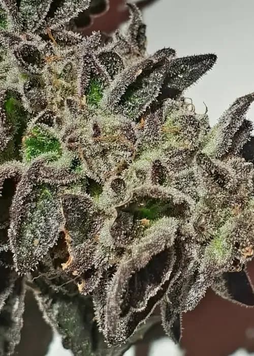 Purple Sherbert Ice Cream