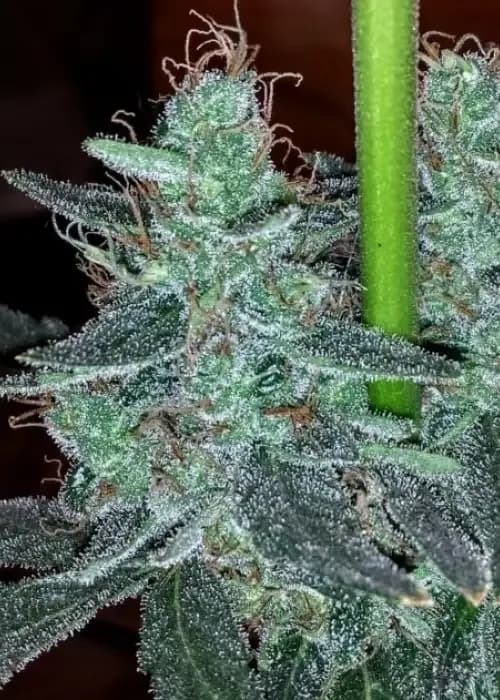 strawberry bubba diesel