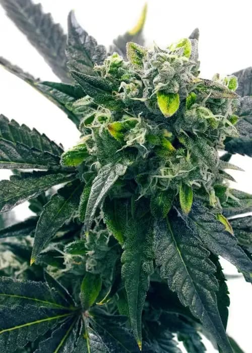 blue cookies
