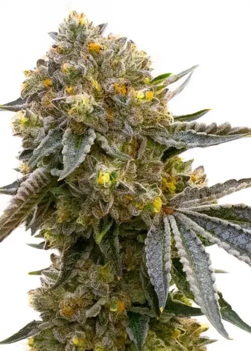 Cannatonic