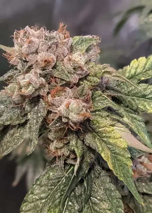 Lemon Party x Panama Red