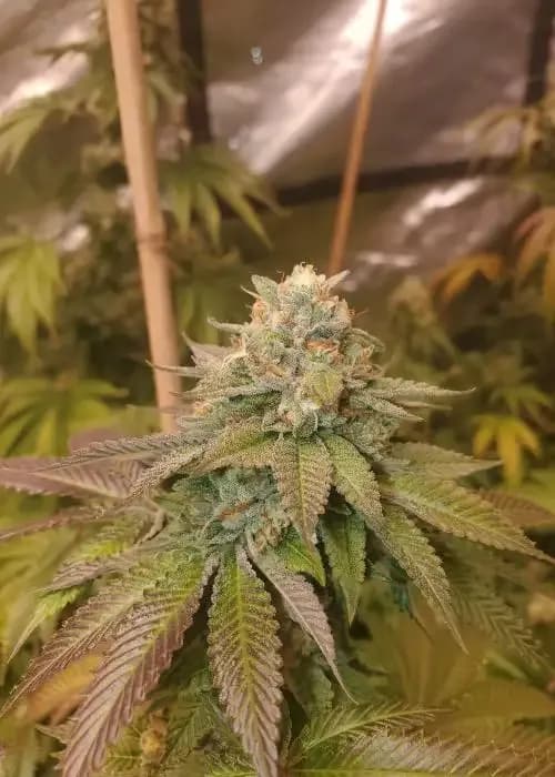Triangle Kush x Zkittlez