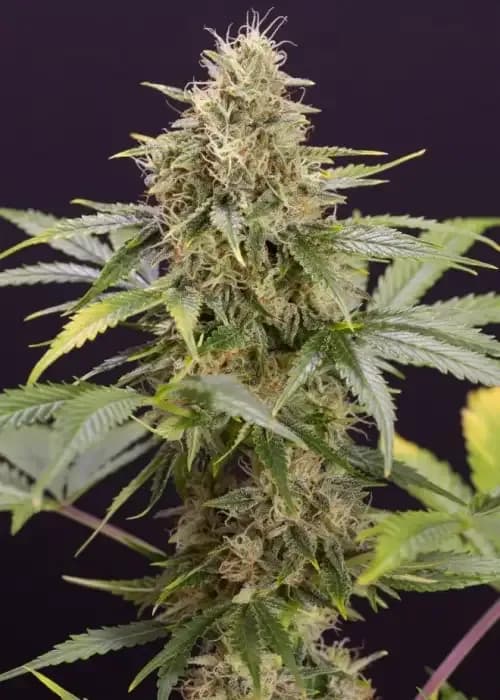 chocolate mint og