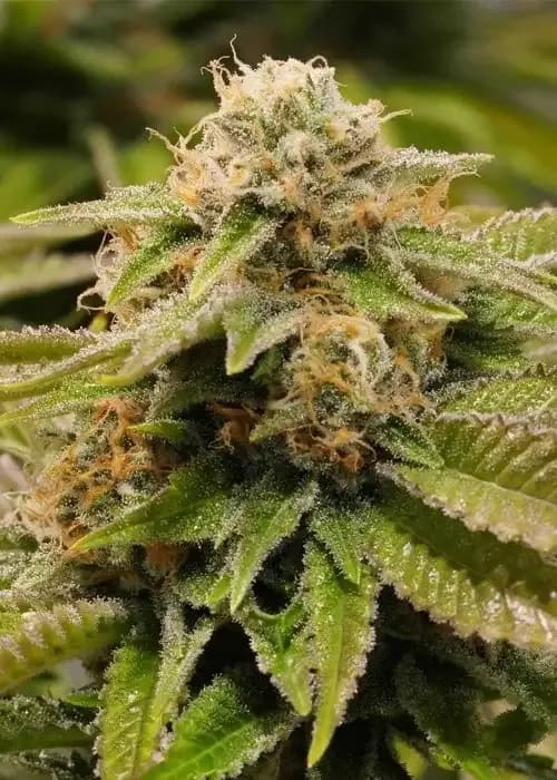 gorilla breath