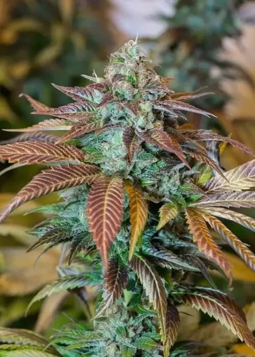 lemon kush headband