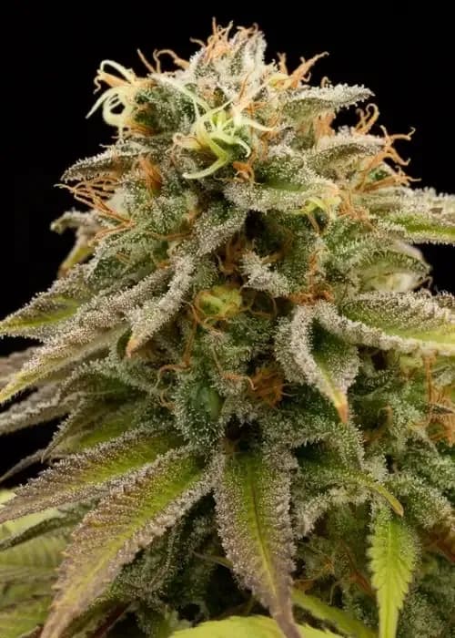 lemon thai kush