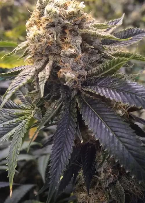 lost coast og