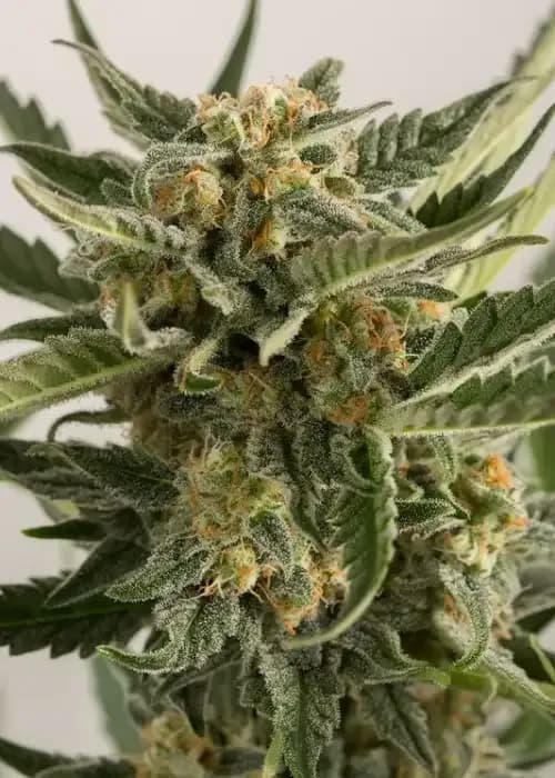 lost coast skunk auto