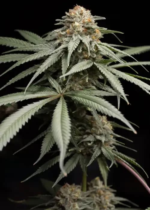 Sunrise Sherbert