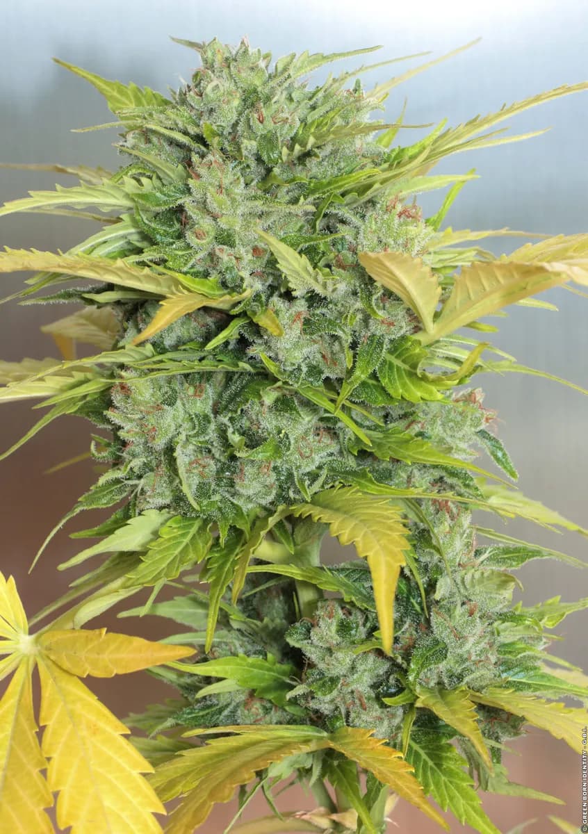 Auto AK-47
