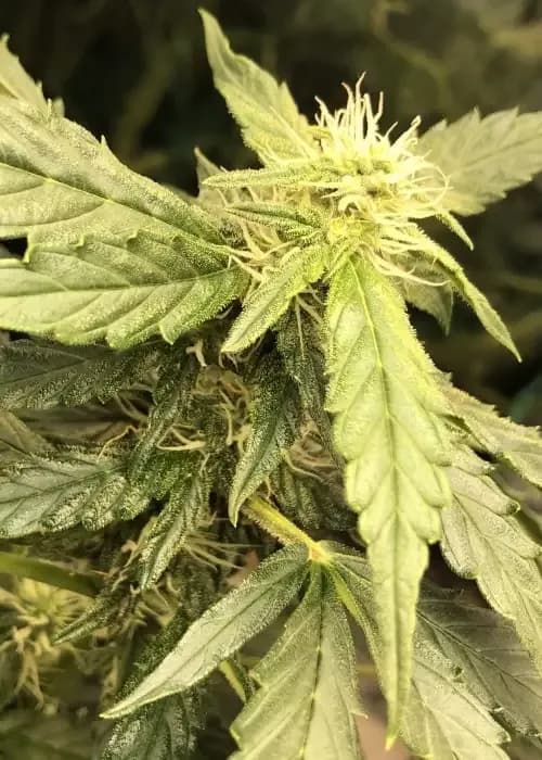 auto great white shark