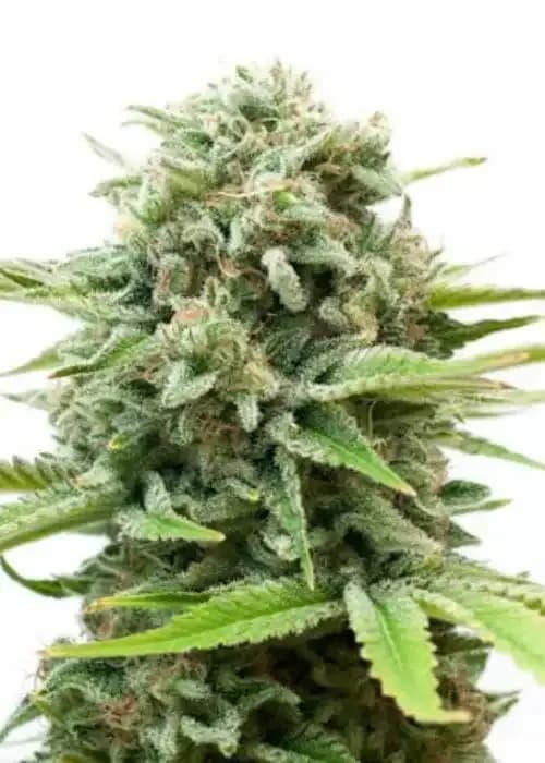 Ice Cream Cake Auto