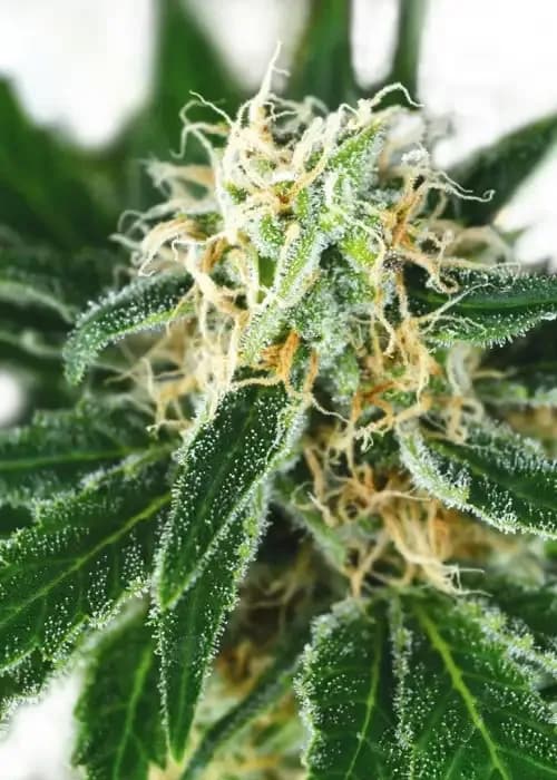 Pure Indica