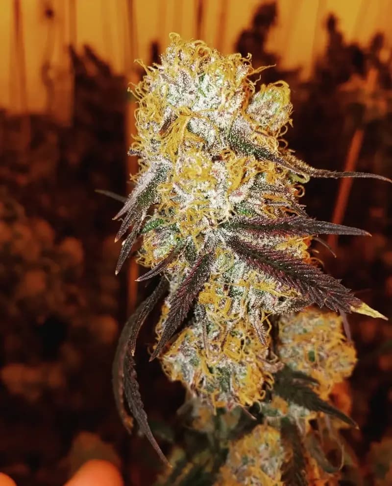 cherry gorilla