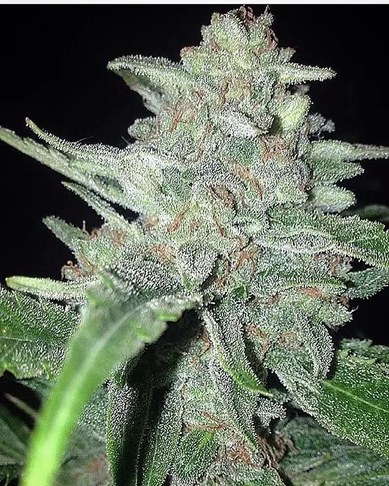 cherry tahoe