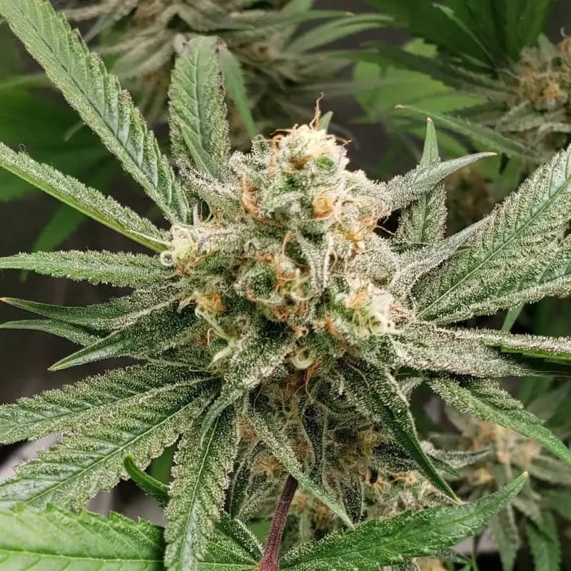platinum punch