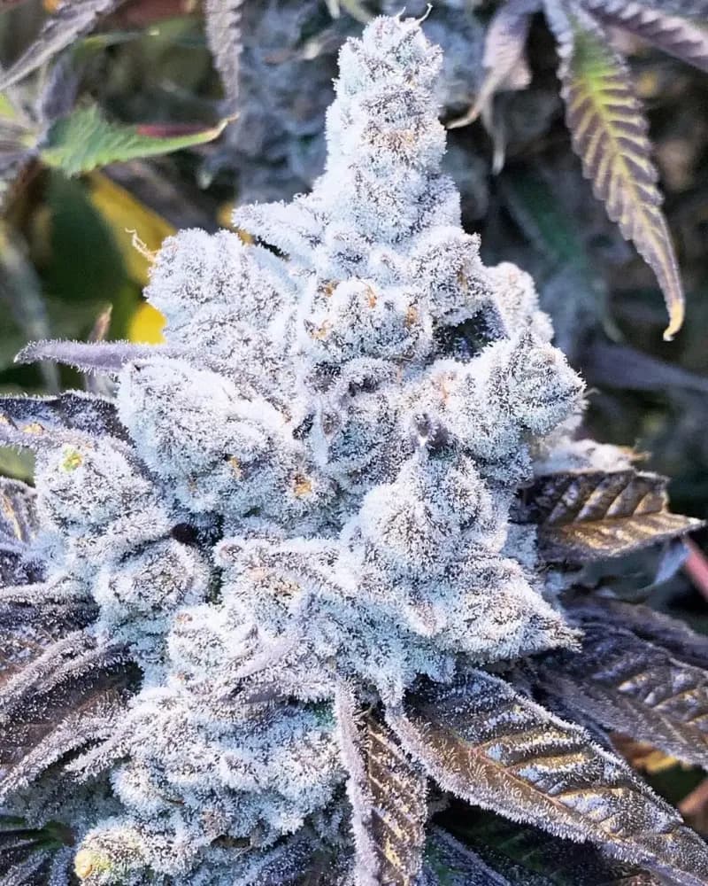 slurricane #7 s1