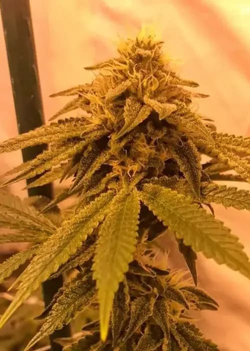 horizon og
