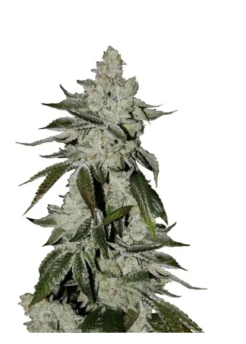 Auto Scout Cookies genetics