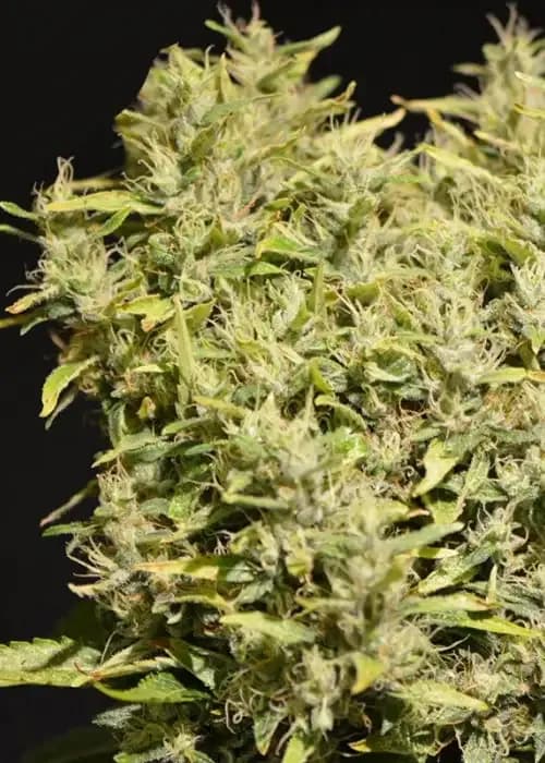jack herer automatic