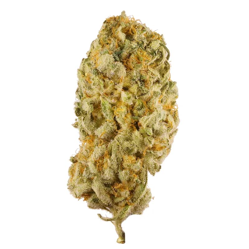 jack herer