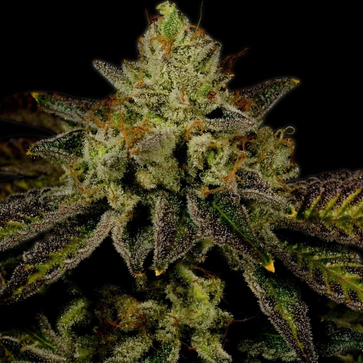 juicy fruit
