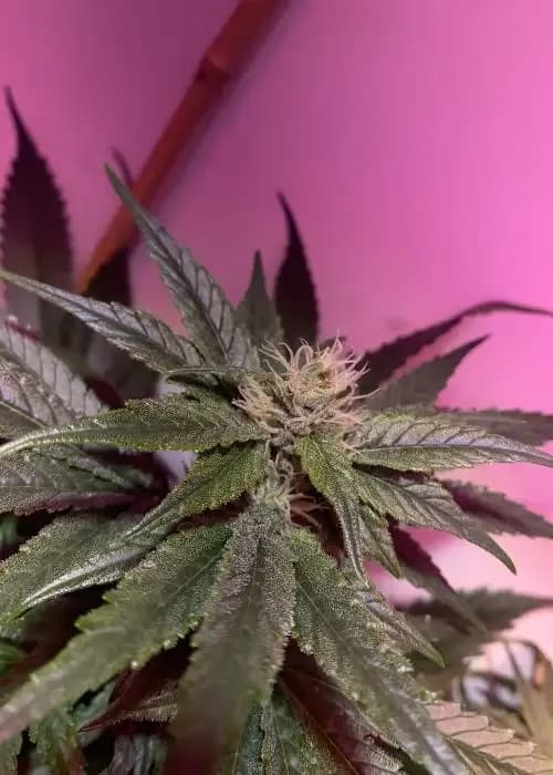 jungle breath