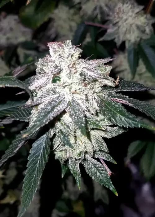 zkittlez cake