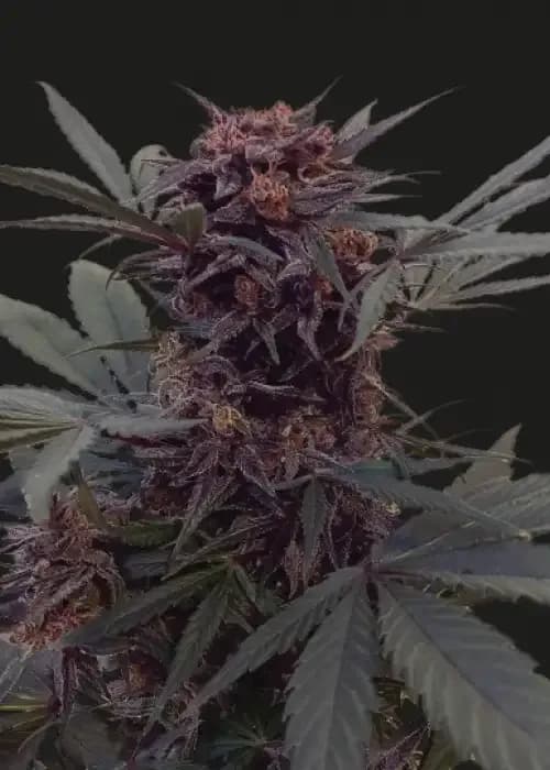 babushka black auto