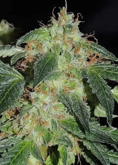 Bear OG LTD